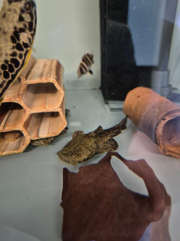 Chaca bankanensis, Dieren en Toebehoren, Vissen | Aquariumvissen, Vis, Zoetwatervis