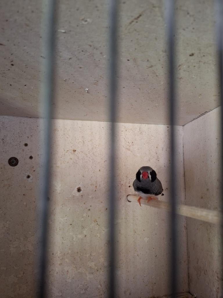 Zwartwang zebravink man, Dieren en Toebehoren, Ophalen of Verzenden, Nieuw, Speelgoed