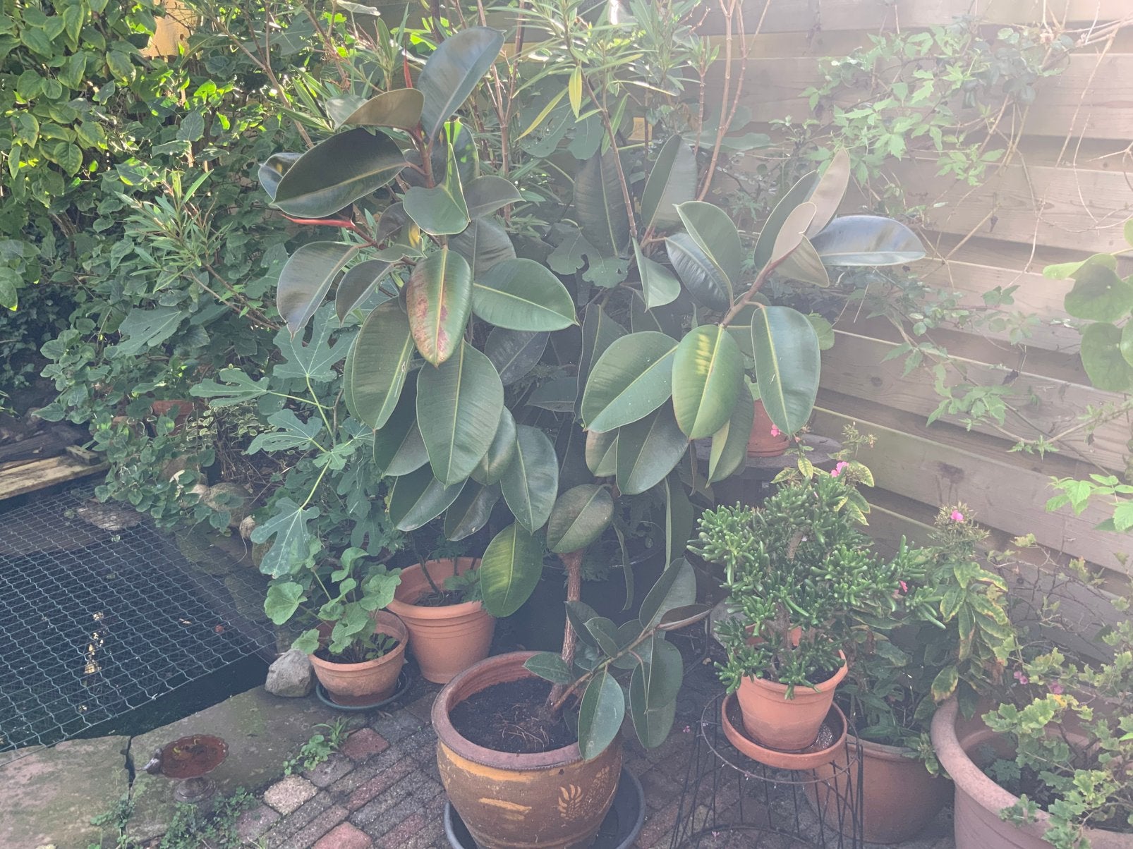 Grote ficus, Ophalen, Ficus, 100 tot 150 cm, Halfschaduw