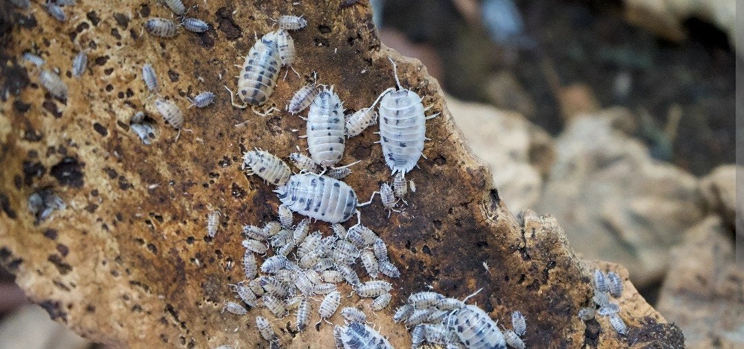 Isopod Porcellio laevis "Dairy Cow, Dieren en Toebehoren, Overige soorten