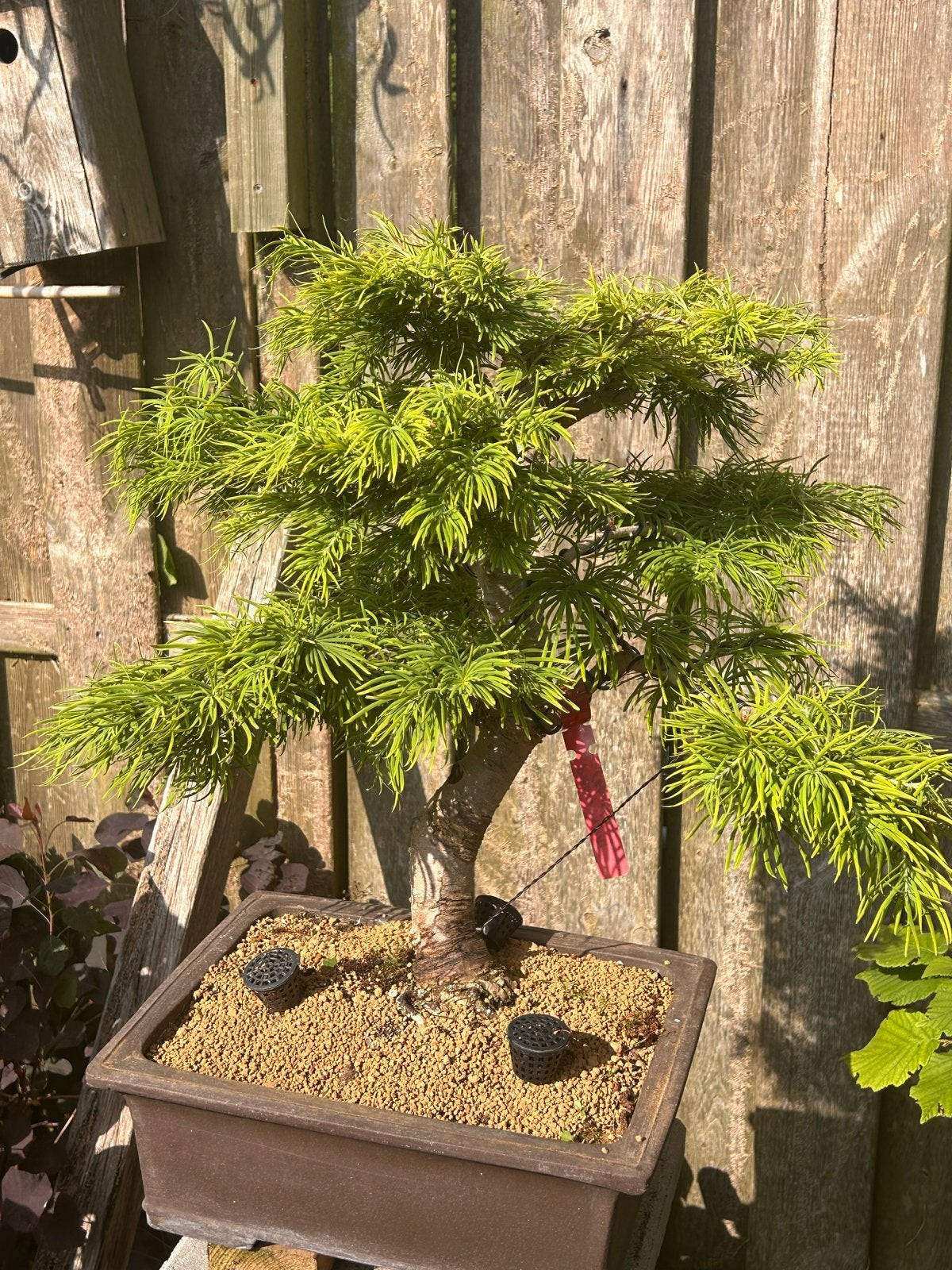 Prachtige Pseudo Lariks bonsai -, Volle zon, Vaste plant, Bloeit niet, Ophalen