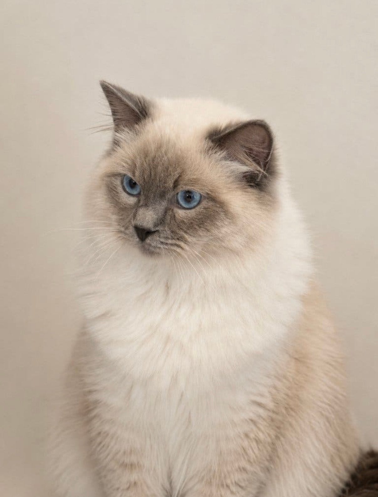 Ter dekking: Ragdoll Dekkater Blue point met stamboom, 0 tot 2 jaar