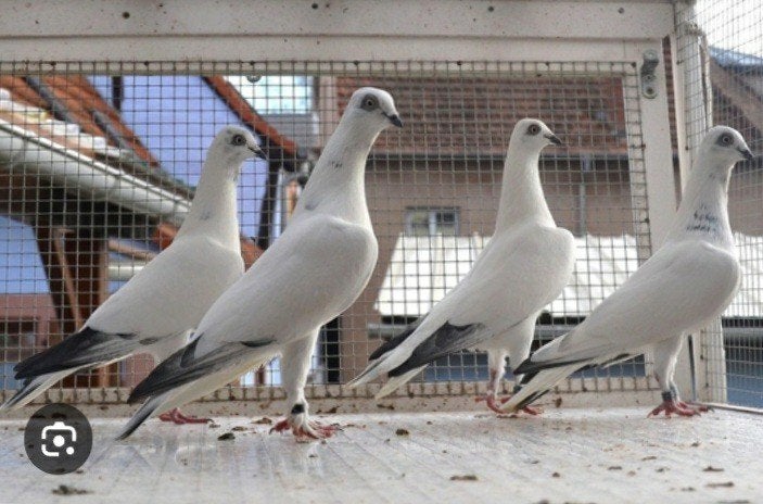 Top weners  hoogvlieger, Dieren en Toebehoren, Meerdere dieren, Postduif