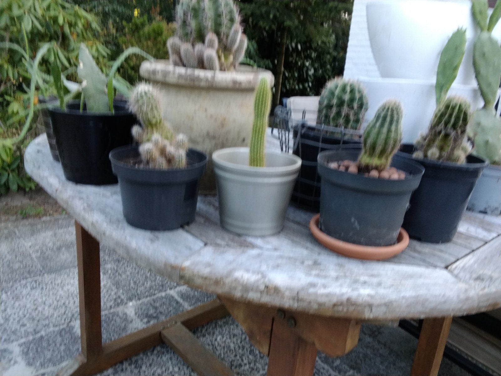 Cactussen  12 stuks, Tuin en Terras, Ophalen, Rond, Kunststof, Minder dan 30 cm