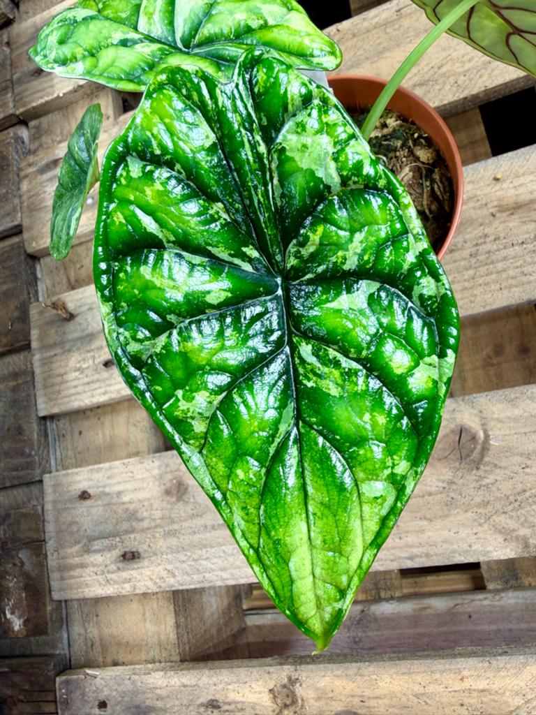 Alocasia Dragon Scale Stardust p12, Huis en Inrichting, Kamerplanten, Ophalen of Verzenden