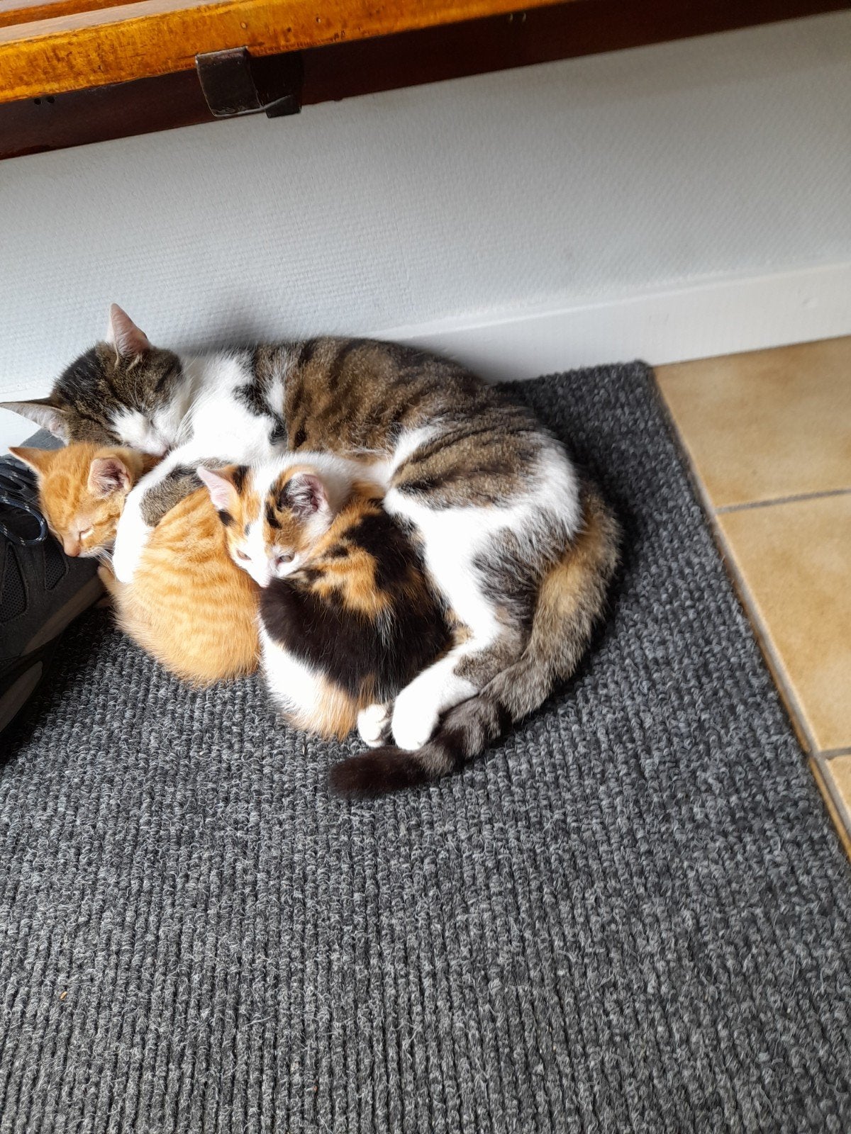 Kittens, Dieren en Toebehoren