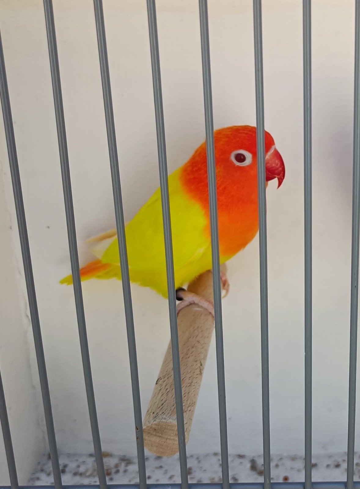 Agapornis Fischeri Lutino opaline, Geslacht onbekend, Dwergpapegaai of Agapornis, Geringd