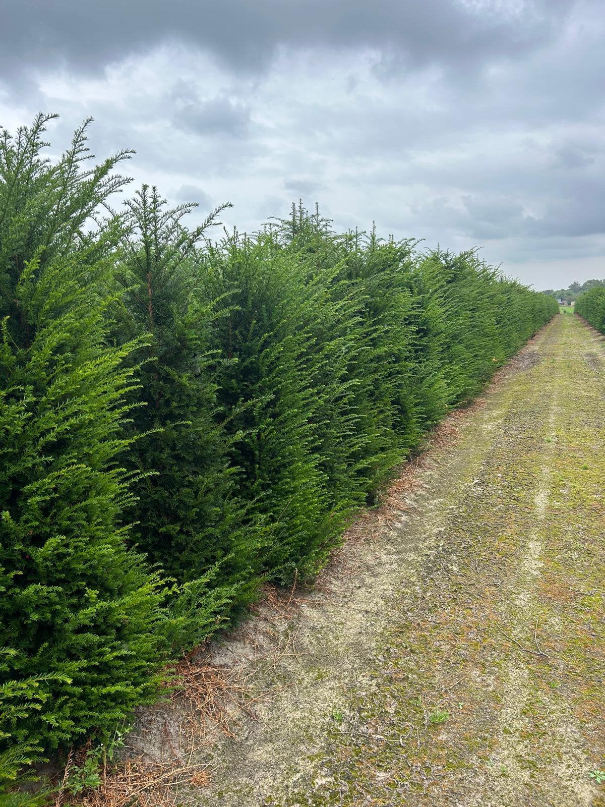 Taxus baccata  150/175.  175/200, Ophalen, Taxus, Haag, 100 tot 250 cm