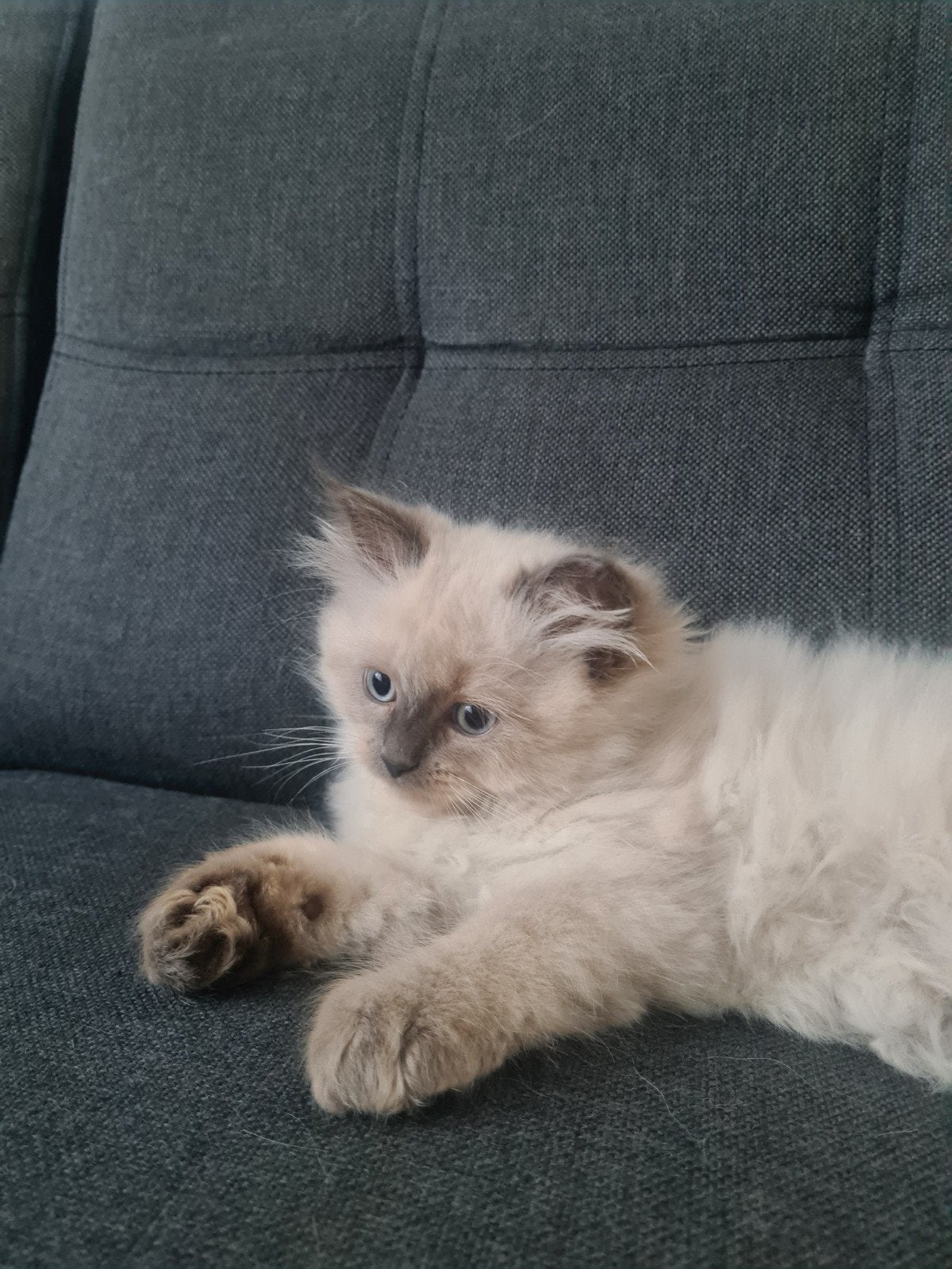 prachtige kitten siberische/ragdoll, Poes, Ontwormd, 0 tot 2 jaar