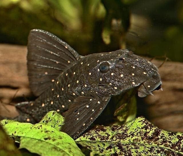 L nummers, eigen import Colombia, prachtige tekening, Dieren en Toebehoren, Vis, Zoetwatervis