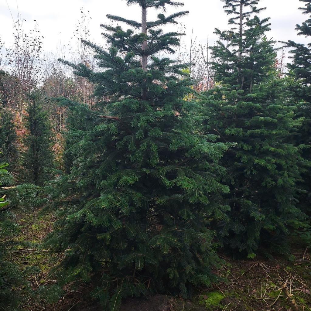 Abies nordmaniana, Ophalen of Verzenden, Volle zon, Overige soorten