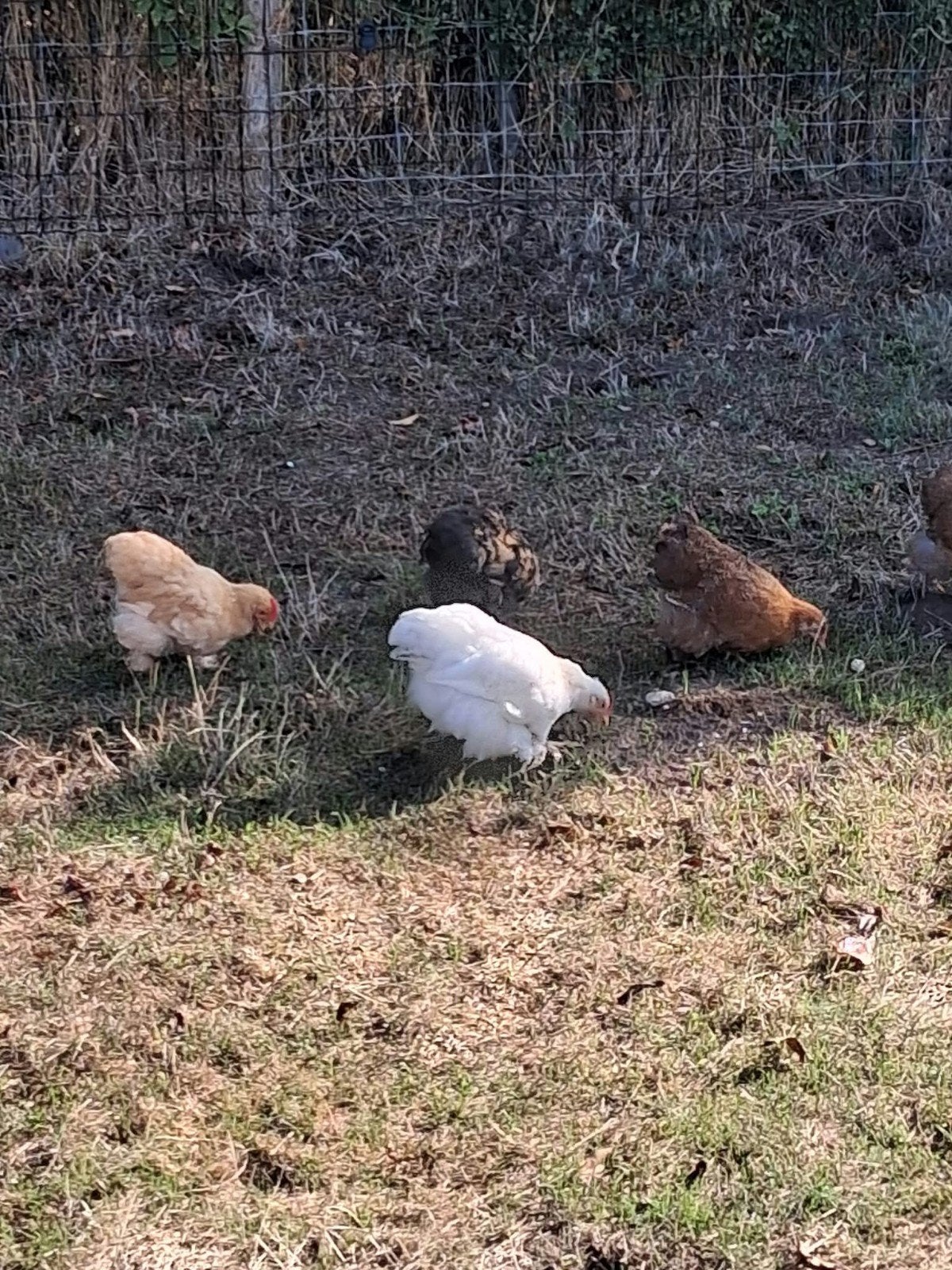 3x cochin kriel haan, Mannelijk, Kip