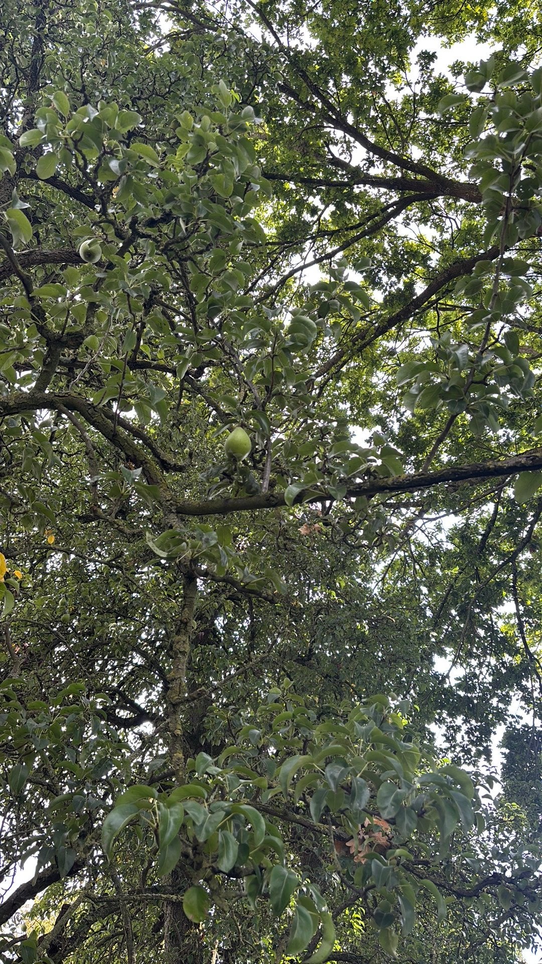 Peren plukken nuth, Ophalen, Volle zon, Overige soorten
