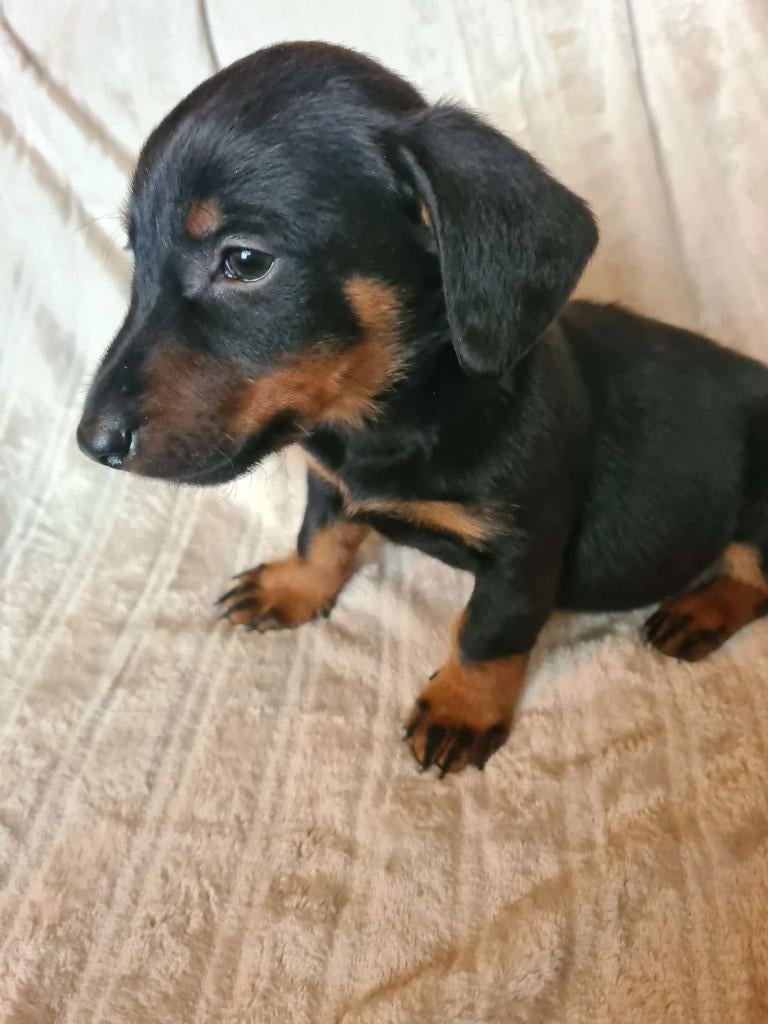Teckel pups te koop, Dieren en Toebehoren, Honden | Teckels en Dashonden, Parvo, Reu, 8 tot 15 weken, Korthaar