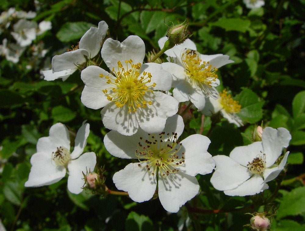Rosa rugosa alba, Rimpelroos, Rood, Paardvriendelijk, Ophalen of Verzenden, Overige soorten, Struik, Minder dan 100 cm