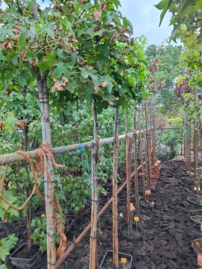 Liquidambar styr. Gum Ball 180 cm stam in pot, Bloeit niet, 100 tot 250 cm, Ophalen, Volle zon