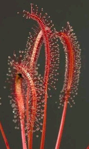 Bladstek Drosera capensis 'All red', Bloeiende kamerplant, Ophalen of Verzenden, Overige soorten
