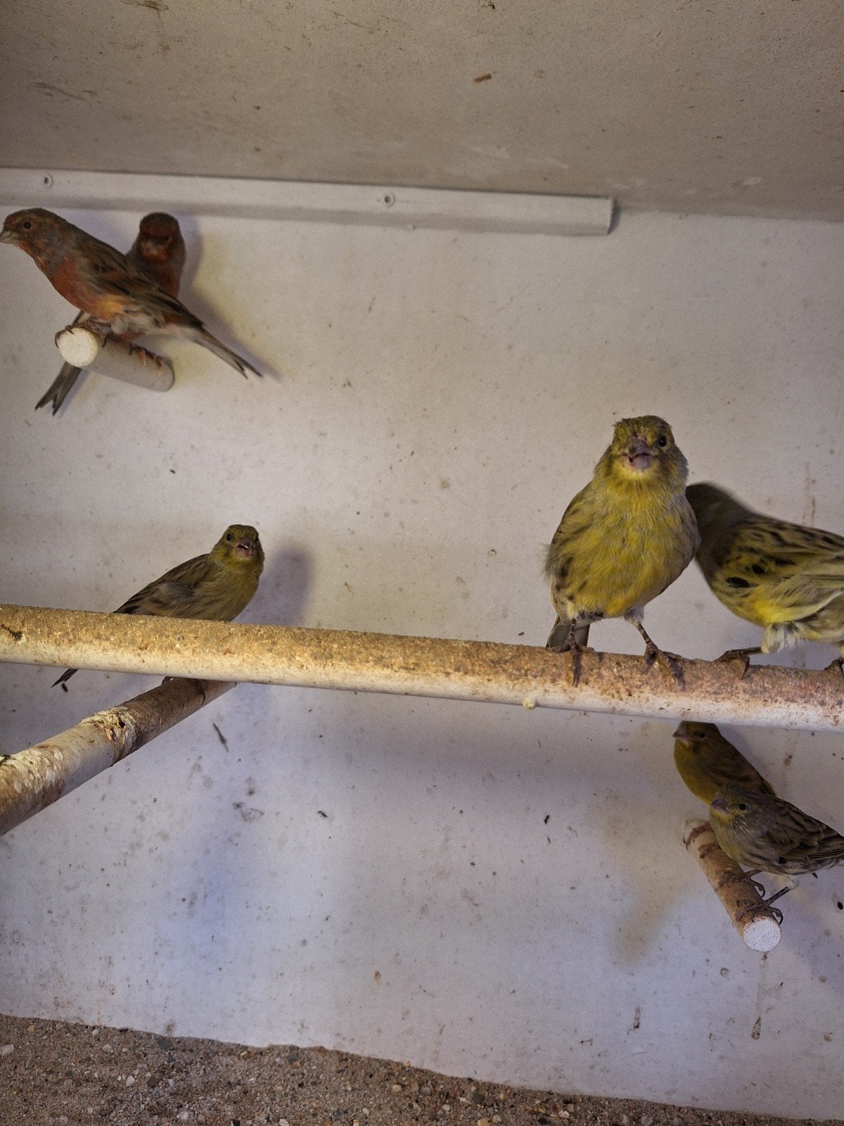 Te koop, kanaries en harlekijn kanaries, Meerdere dieren