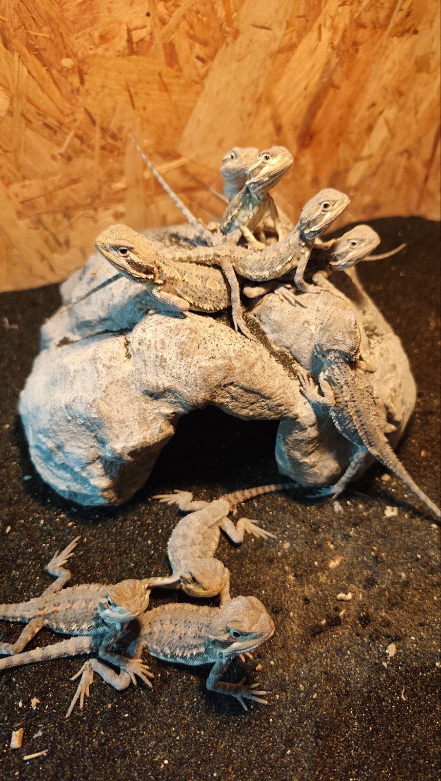 Jonge Dwerg baardagamen, pogona henrylawsoni. Bearded Dragon photo 2