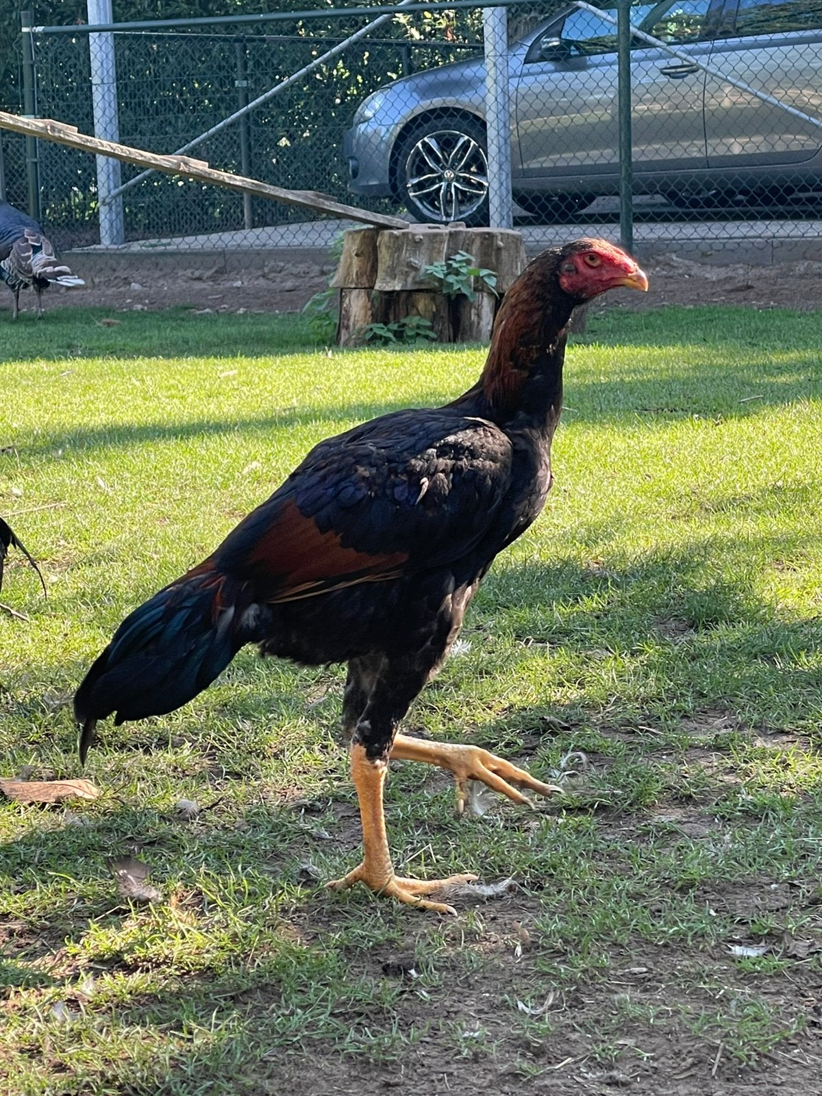 2 prachtige shamo hanen, Dieren en Toebehoren, Mannelijk, Kip