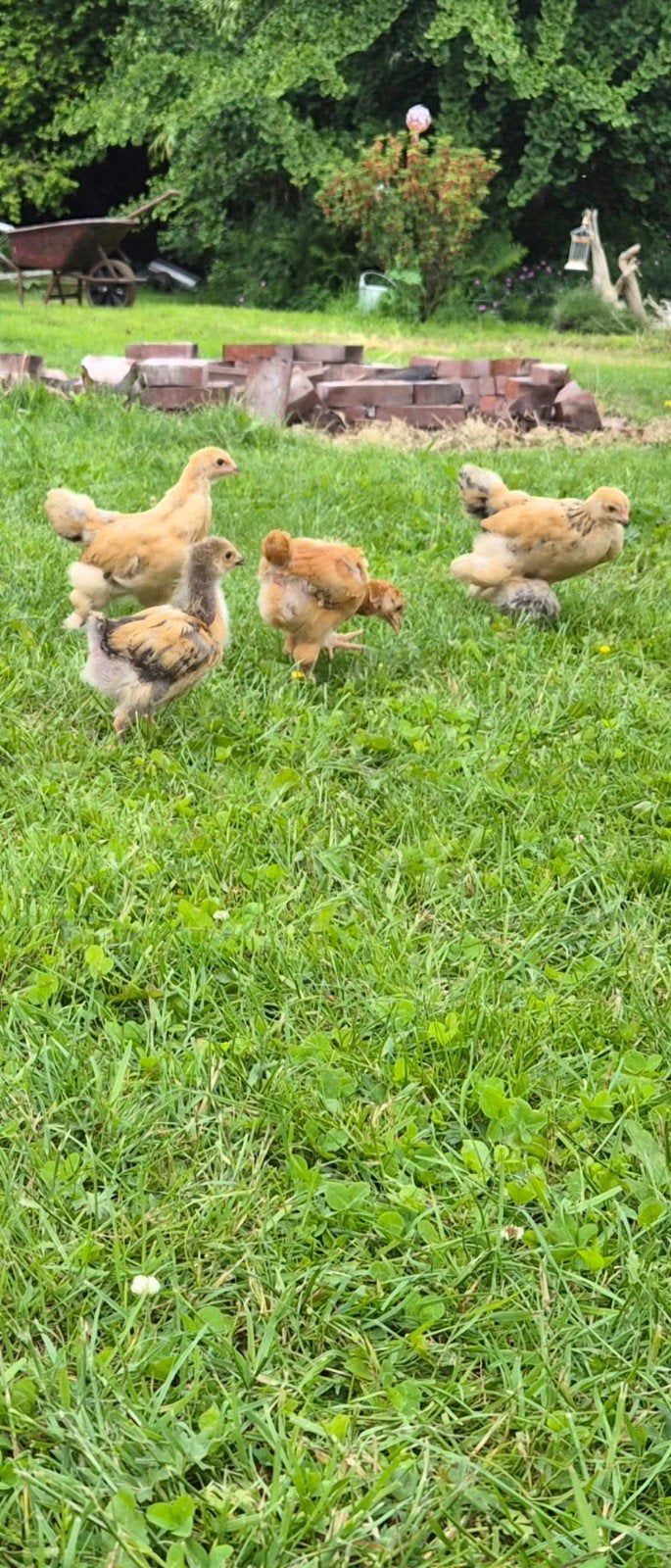 Brahma buff hennen gezocht, Dieren en Toebehoren, Vrouwelijk, Kip
