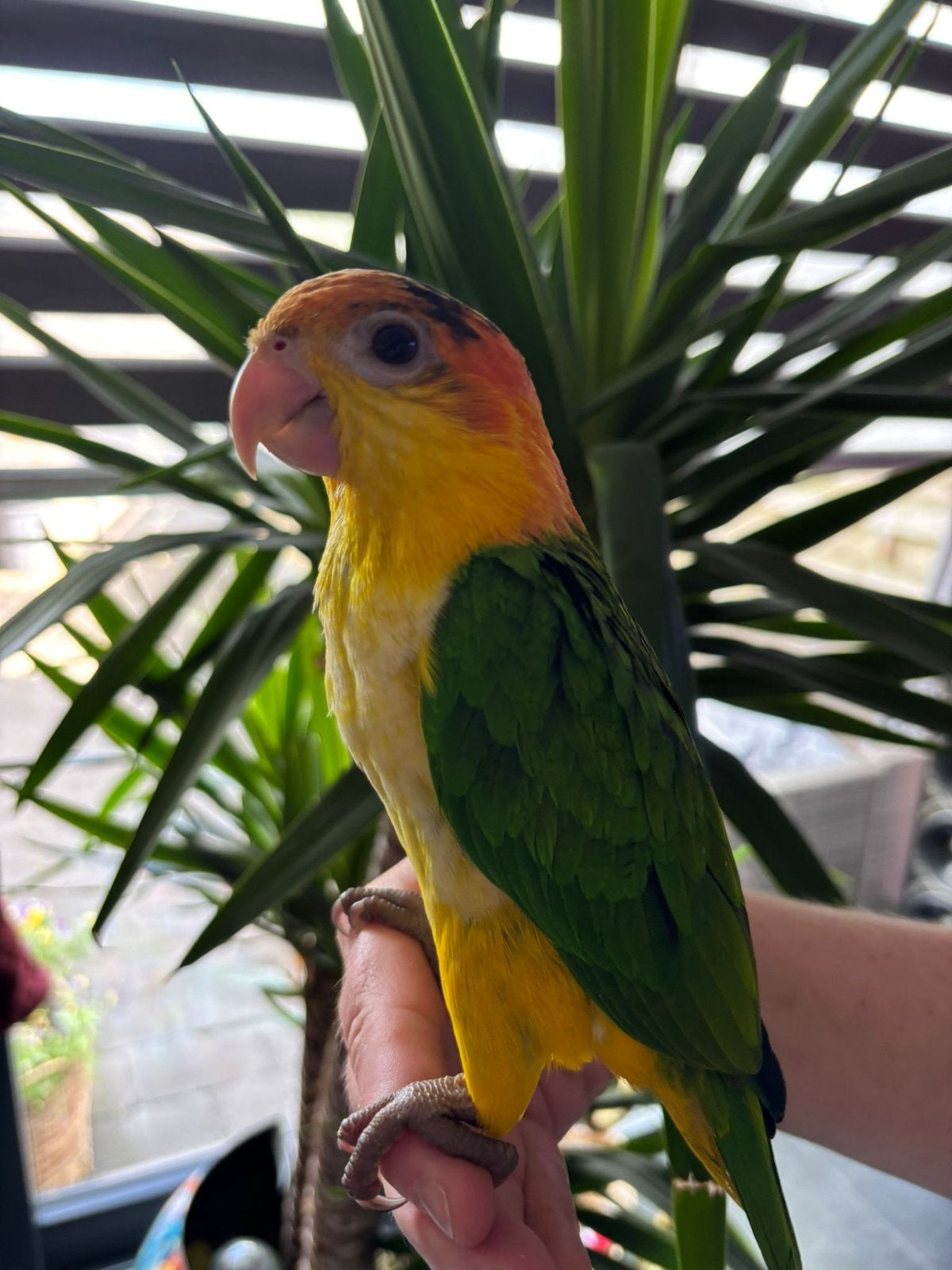 Prachtige baby roestkop caiques met dna, Meerdere dieren, Papegaai, Geringd