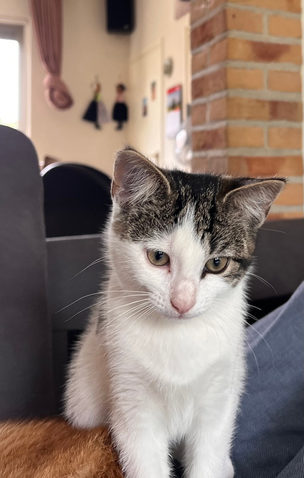 Nog 1 katertje te koop, Dieren en Toebehoren, Kater, Kortharig, 0 tot 2 jaar