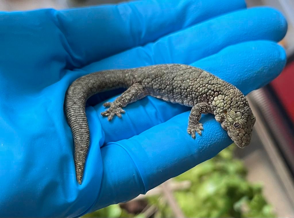 0.1 Eurydactylodes vieillardi, Dieren en Toebehoren, Reptielen en Amfibieën, Hagedis, 0 tot 2 jaar