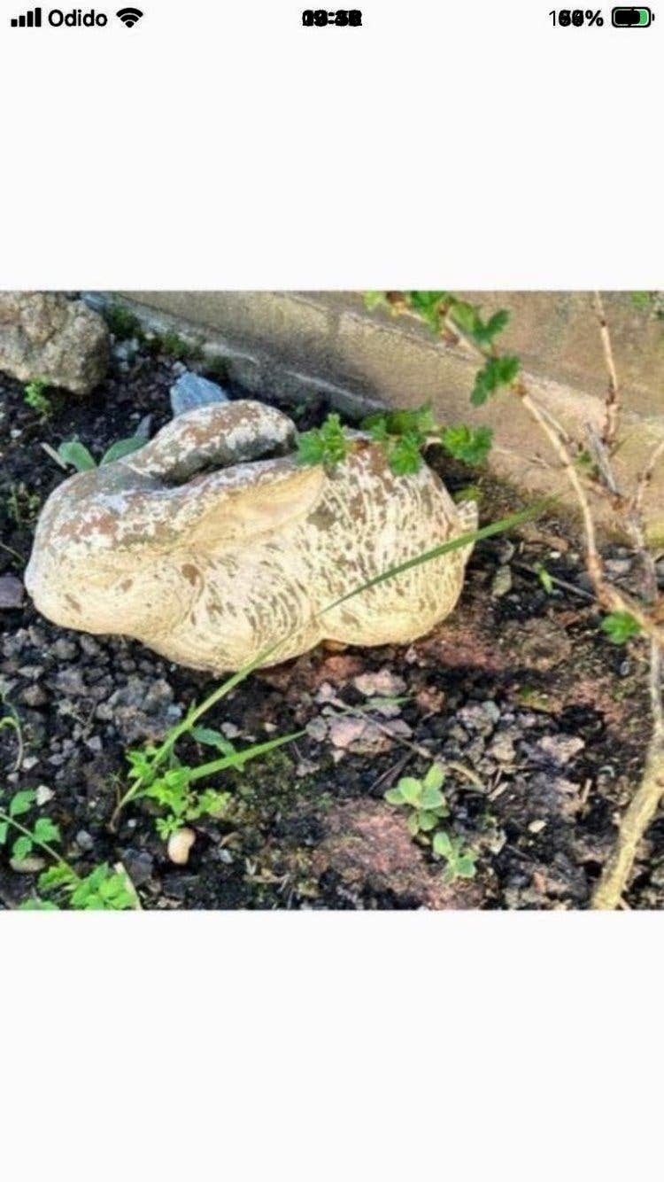 2 betonnen tuin beelden konijnen, Ophalen, Gebruikt, Dierenbeeld