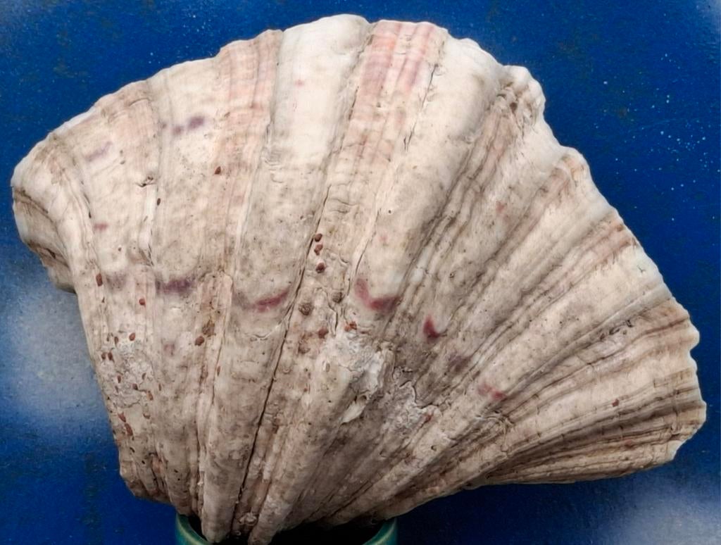 Schelp. Natural Bear Shell. 18/13/17 cm., Verzamelen, Ophalen, Schelp(en)