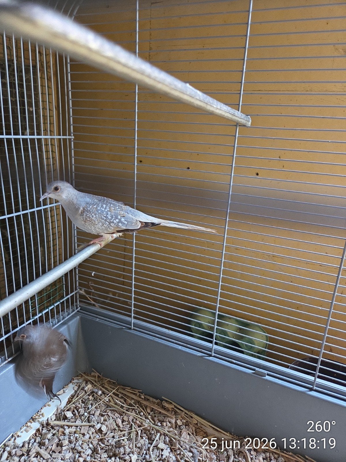 Te koop 3 diamant duifjes, Dieren en Toebehoren, Vogels | Overige Vogels, Meerdere dieren