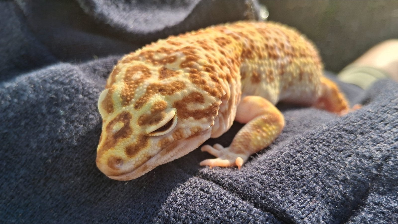 Luipaardgekko met terrarium, Dieren en Toebehoren, Met terrarium, 7 tot 10 jaar