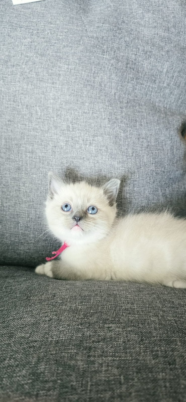 Laatste Ragdoll kitten beschikbaar, Meerdere dieren, 0 tot 2 jaar