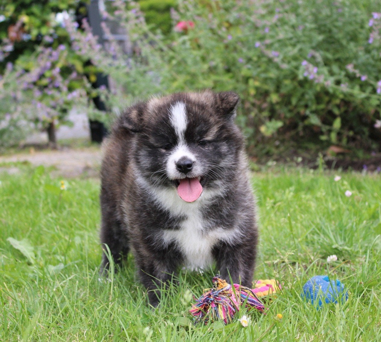 unieke japanse akita inu pups, Parvo, Overige rassen, 8 tot 15 weken, Meerdere