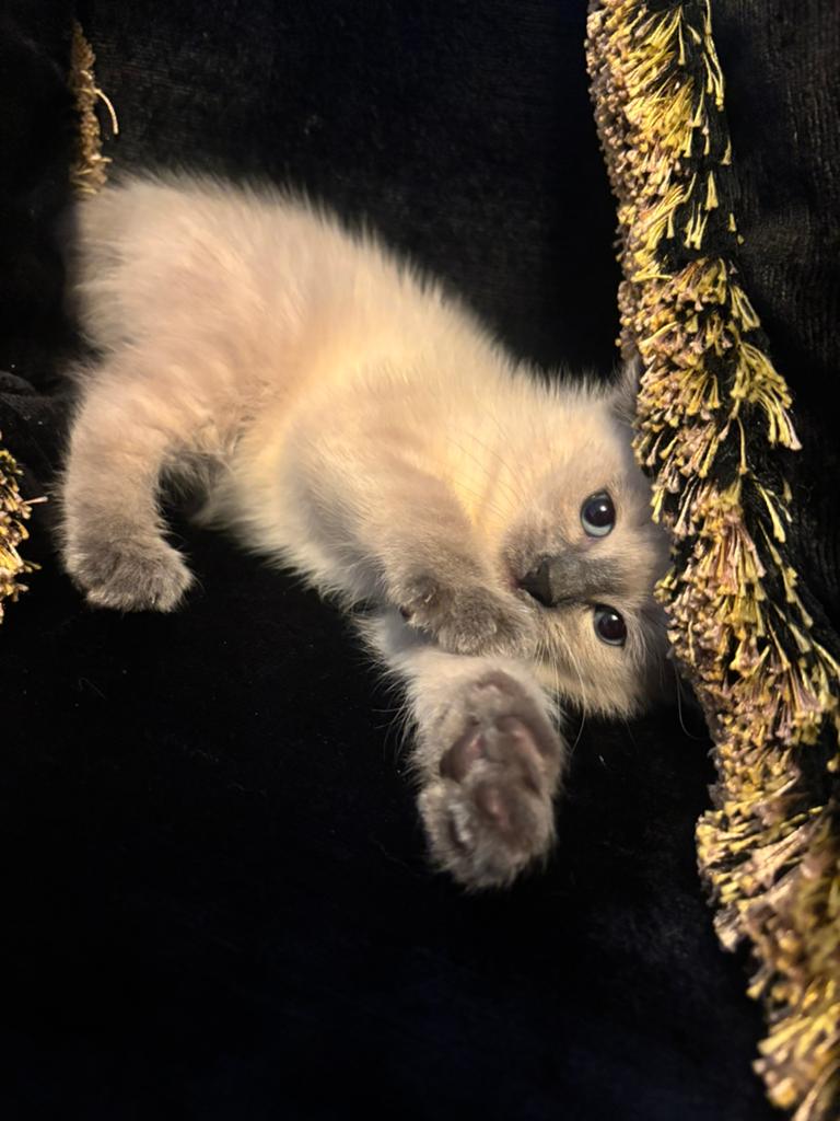 Ragdoll kitten, Kater, Ontwormd