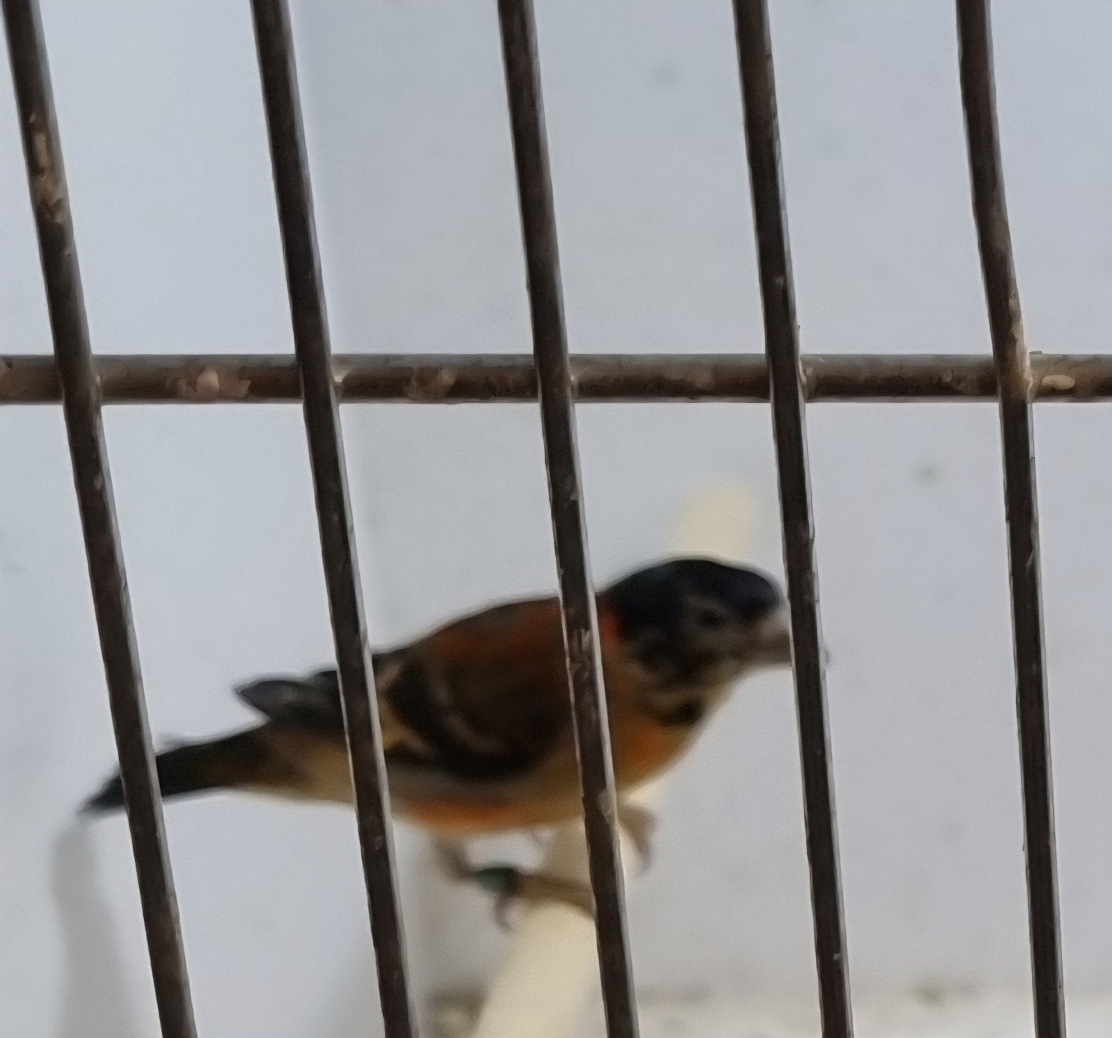 Koppel kapoetsensijzen 2026, Meerdere dieren, Wildzangvogel, Geringd