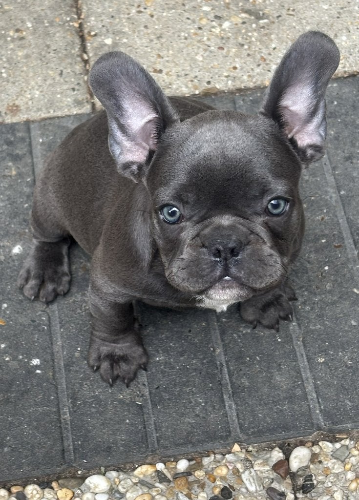 Prachtige blauwe Franse bulldog pups, Dieren en Toebehoren, Honden | Bulldogs, Pinschers en Molossers, Parvo, 8 tot 15 weken, Bulldog