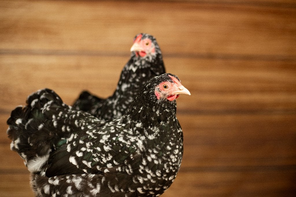 Wyandotte krielkippen | Tamme kippen | Passend advies, Dieren en Toebehoren, Meerdere dieren, Kip