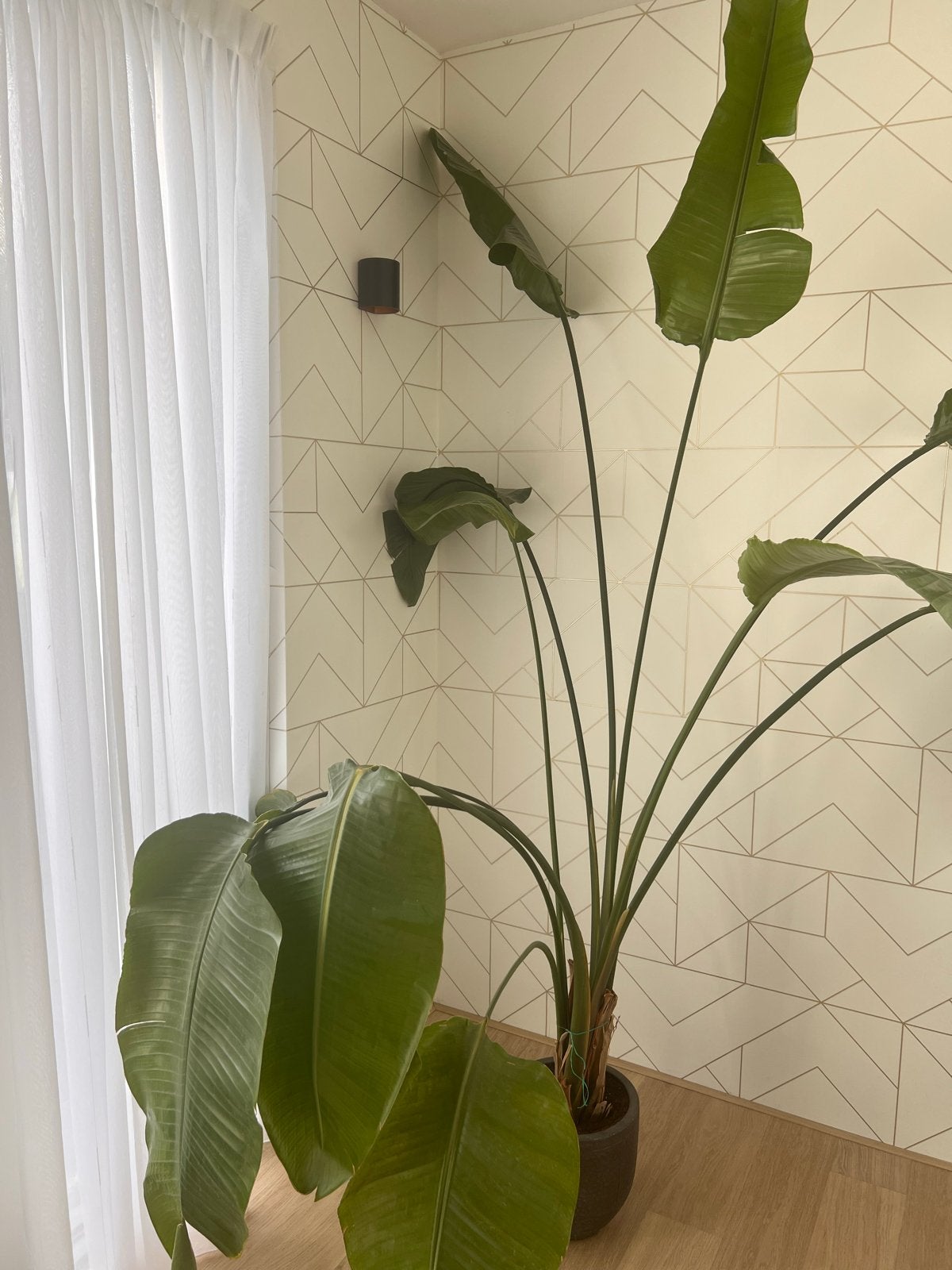 Grote Strelitzia Nicolai - Kamerplant, Ophalen, 200 cm of meer, Overige soorten, In pot