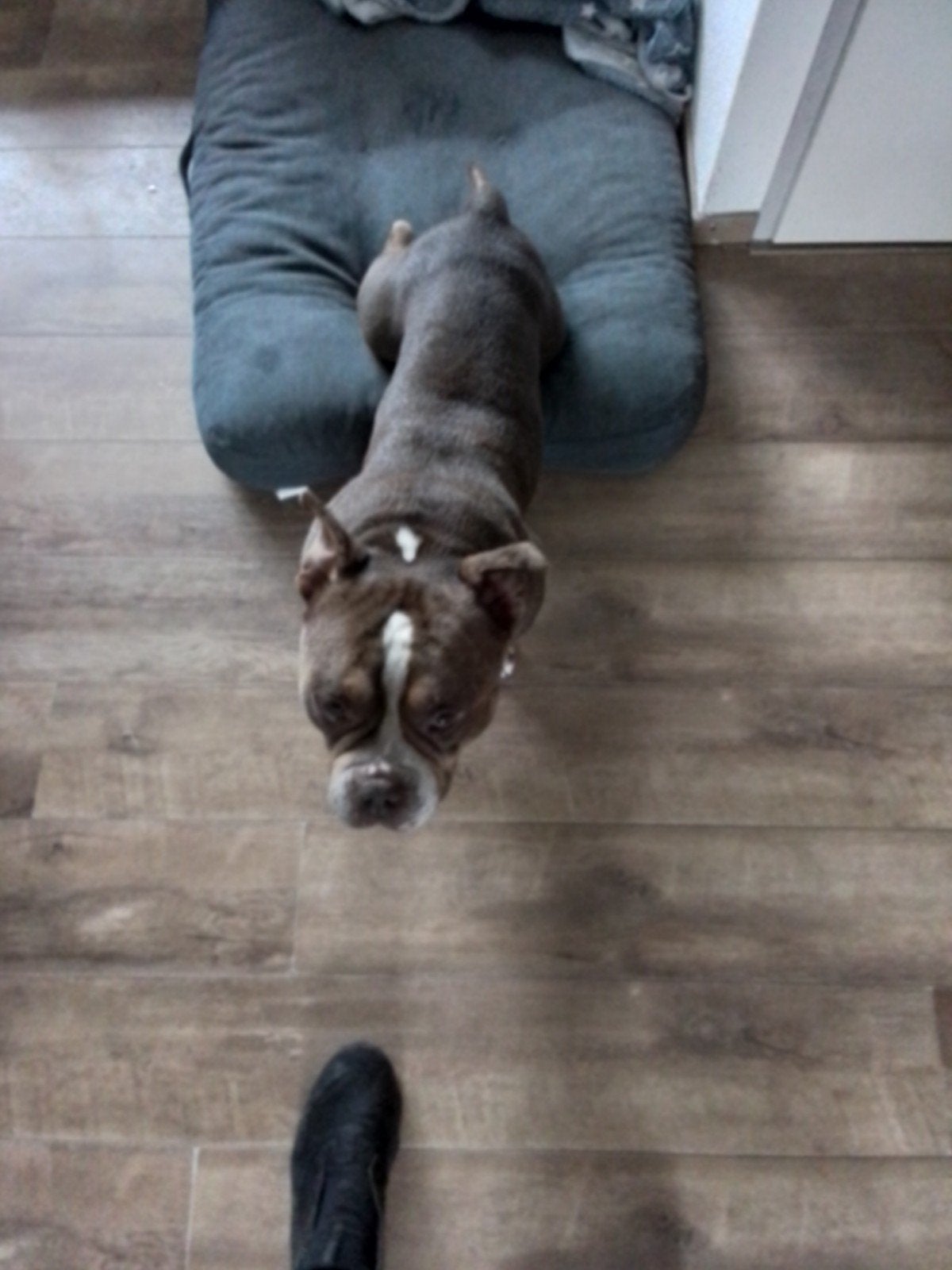 American pocket bully, 6 jaar of ouder, Eén hond, Nederland, Particulier