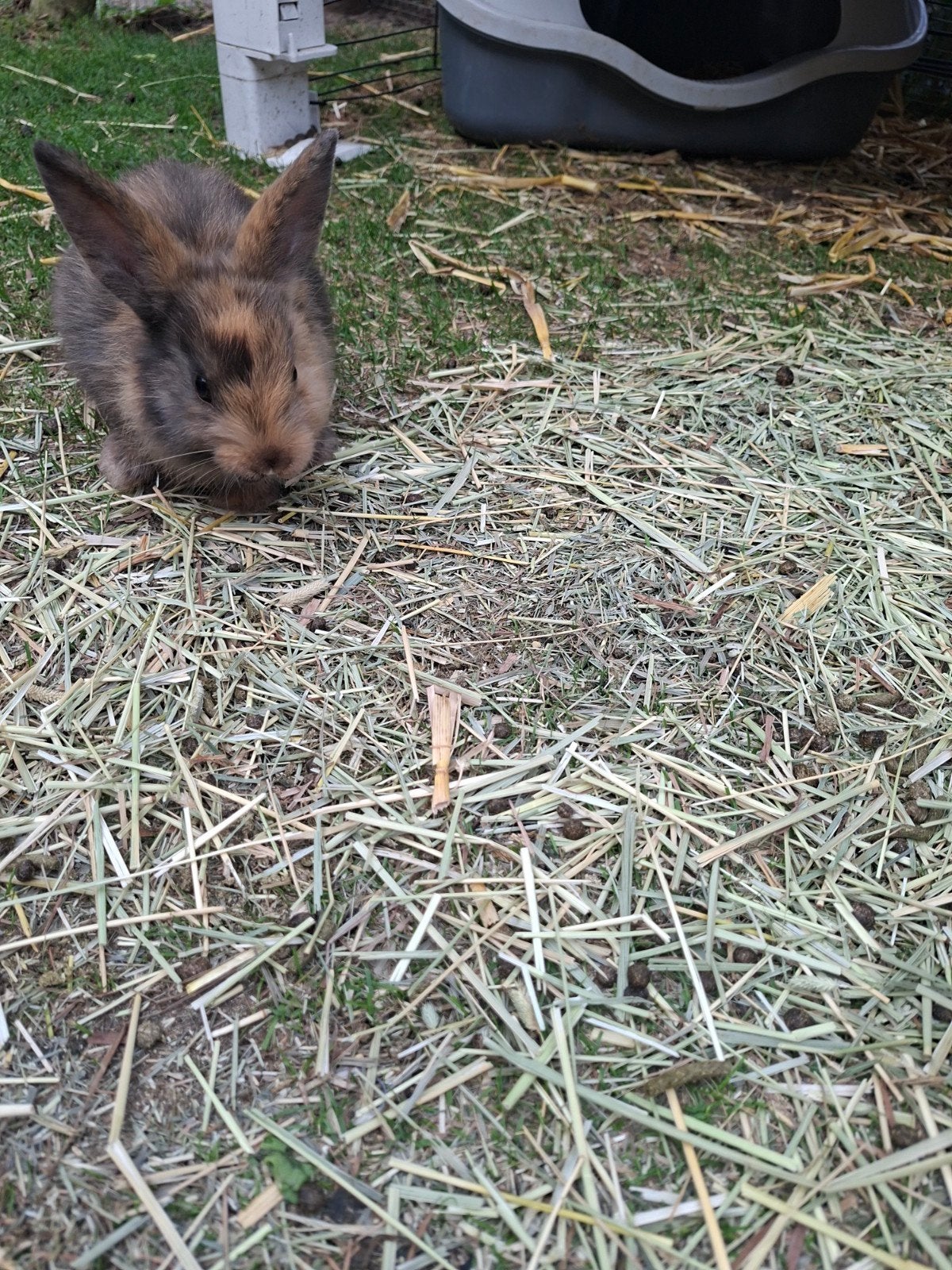 Vrouwtjes konijn minilop/leeuwenkop (mag nest verlaten), Dieren en Toebehoren, Konijnen, Vrouwelijk, Dwerg, 0 tot 2 jaar