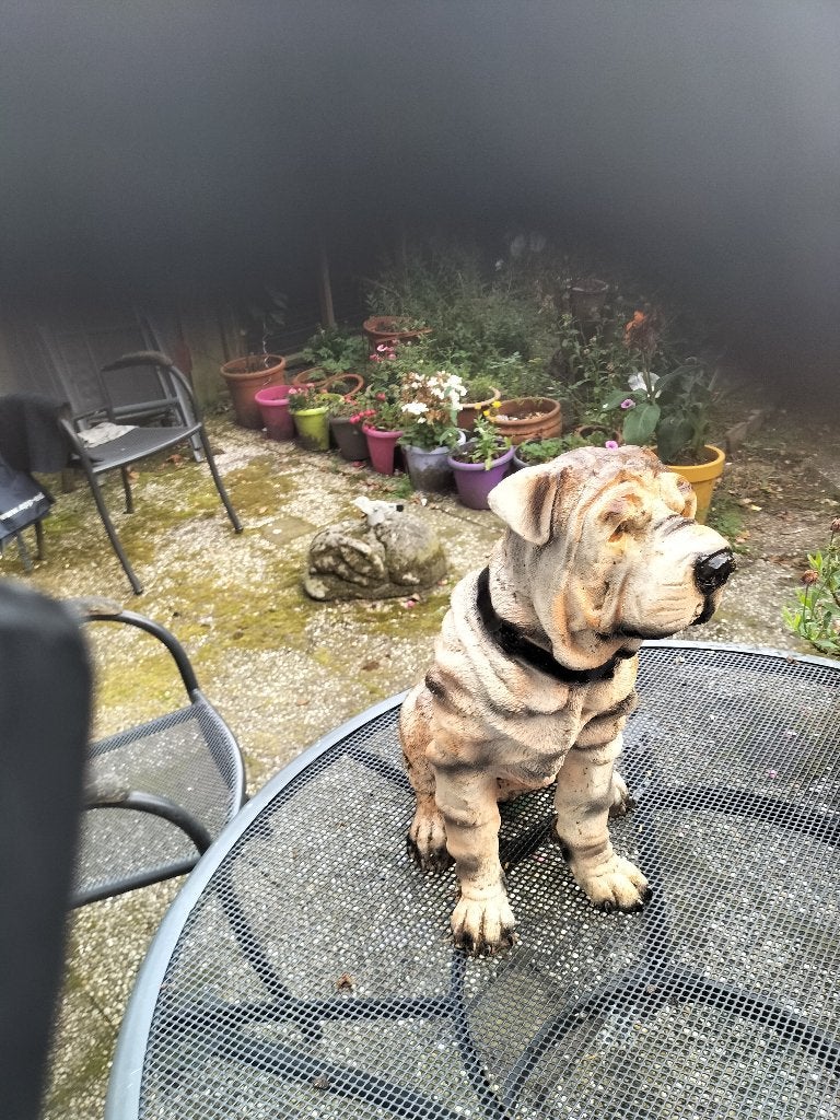 Te koop beeld van een Sharpei, Ophalen of Verzenden, Nieuw, Dier