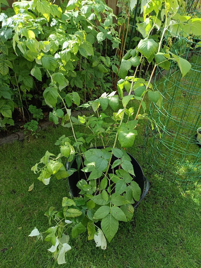 Frambozen planten, Tuin en Terras, Ophalen, Volle zon, Vaste plant, Fruitplanten