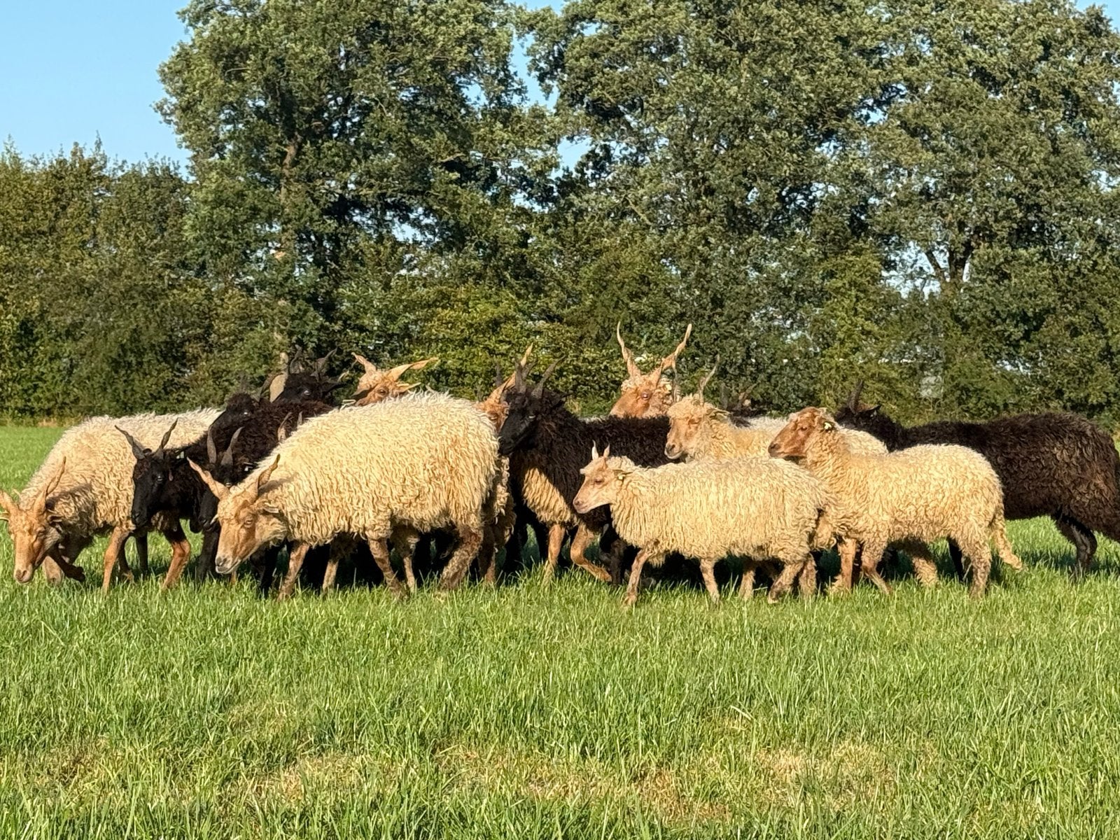 Te koop: 20 Racka ooien, Dieren en Toebehoren, Schapen, Geiten en Varkens, Vrouwelijk, Schaap