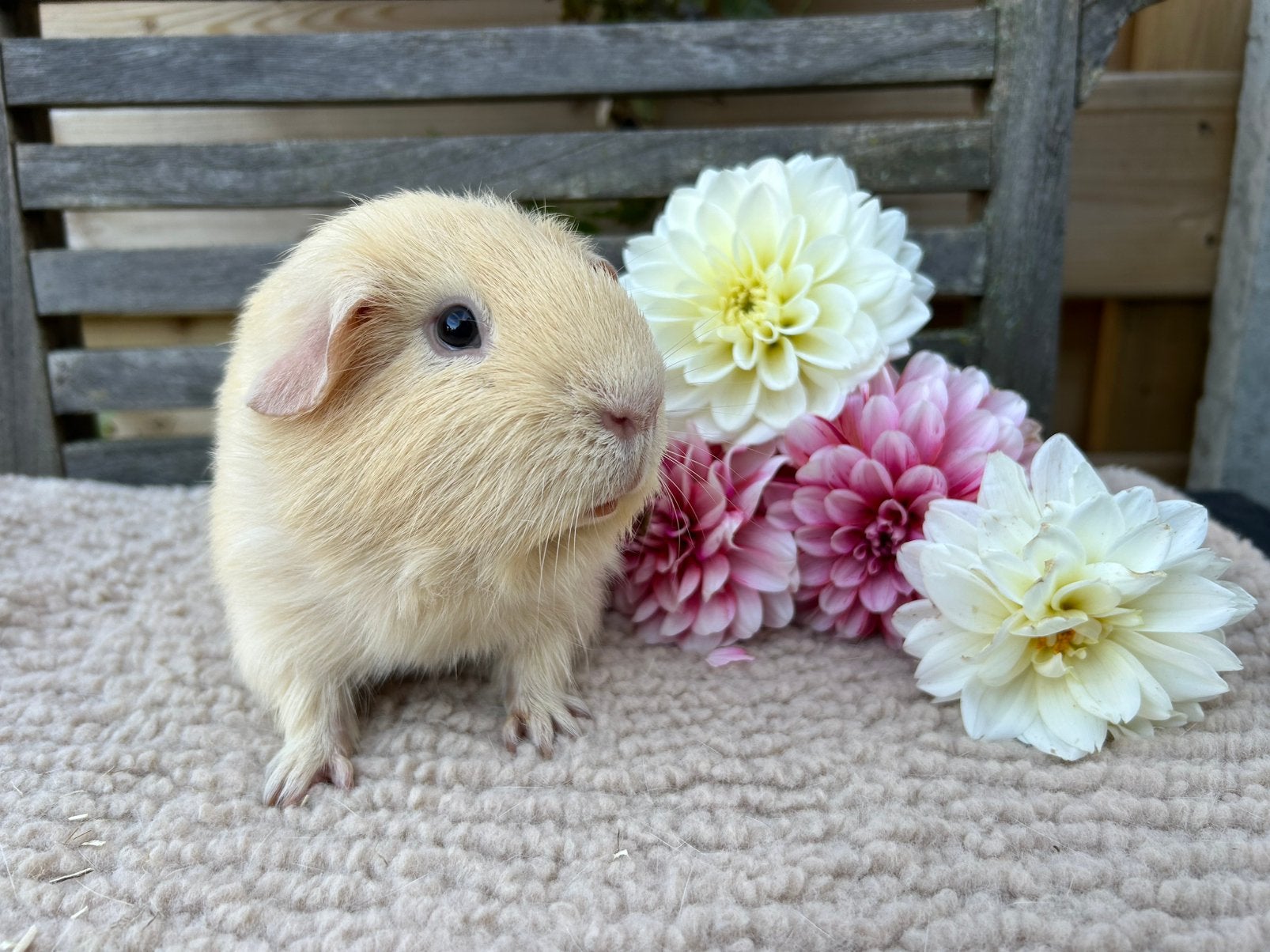 Knappe gecastreerde cavia beer, Dieren en Toebehoren, Cavia, Mannelijk, Januari, Tam
