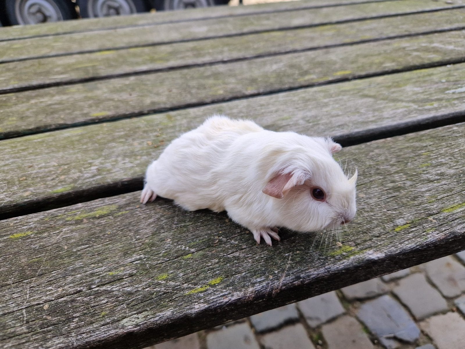 Mooie cavia (vrouwtje), Cavia, Juli, Vrouwelijk, Tam