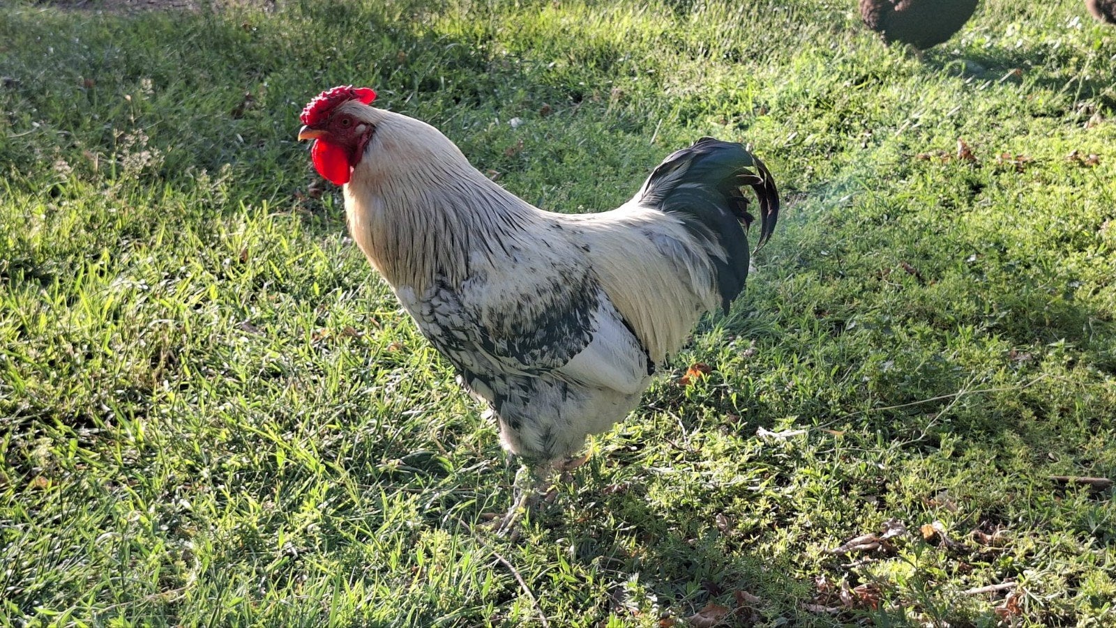 Twee hanen zoeken een nieuw plekje ( gratis), Dieren en Toebehoren, Pluimvee, Mannelijk, Kip