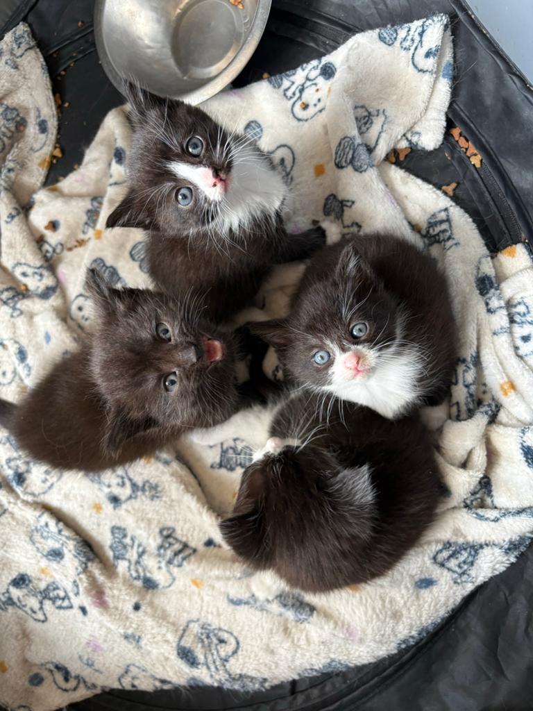 Europese korthaar x Britse korthaar en Munchkin x Britse, Meerdere dieren, Kortharig, 0 tot 2 jaar