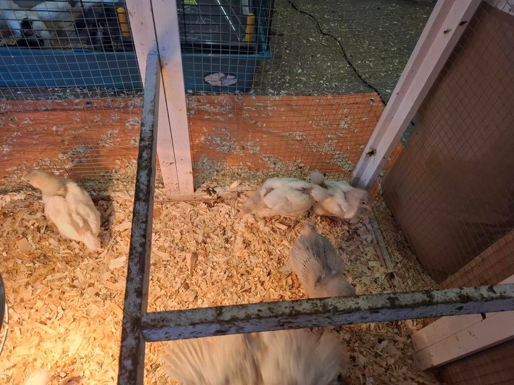 Witte Australorp kuikens, Dieren en Toebehoren, Geslacht onbekend, Kip