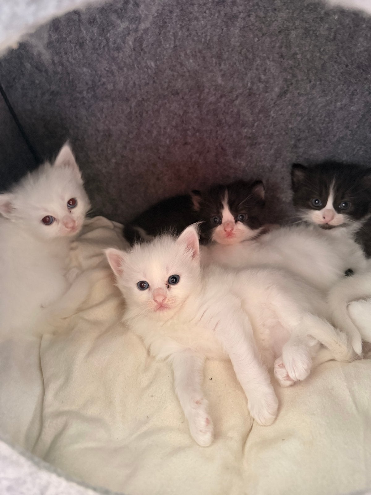Ragdoll kittens, Meerdere dieren
